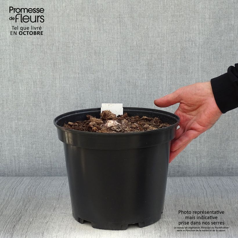 Example of Eremurus himalaïcus - Steppenkerze Topf mit 7,5L/10L as you get in automne