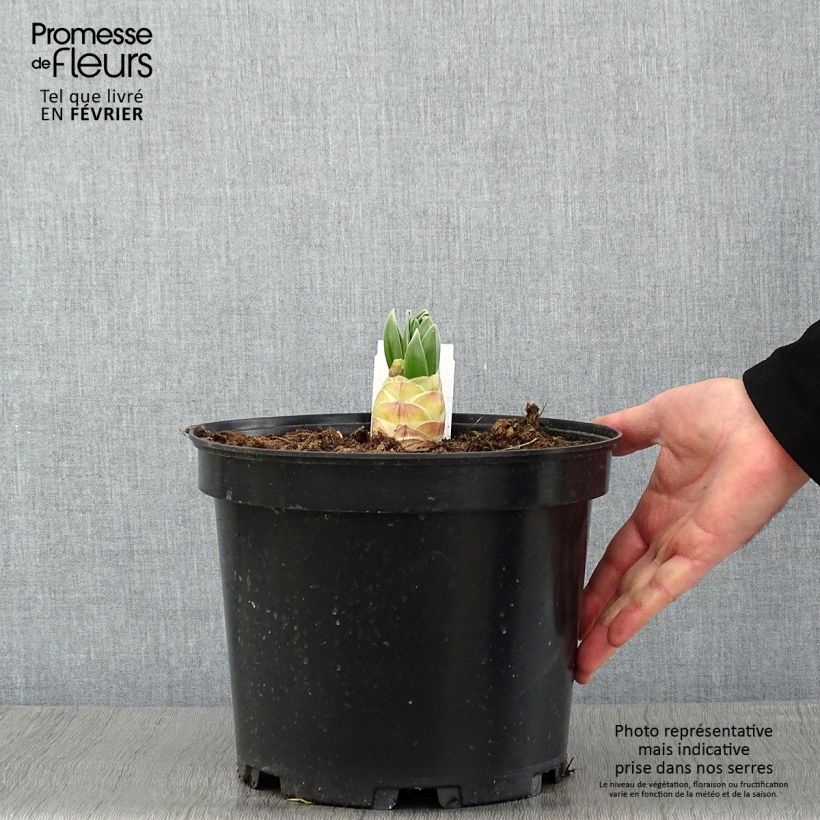 Exemplar von Eremurus himalaïcus - Steppenkerze Topf mit 7,5L/10L wie im Winter geliefert