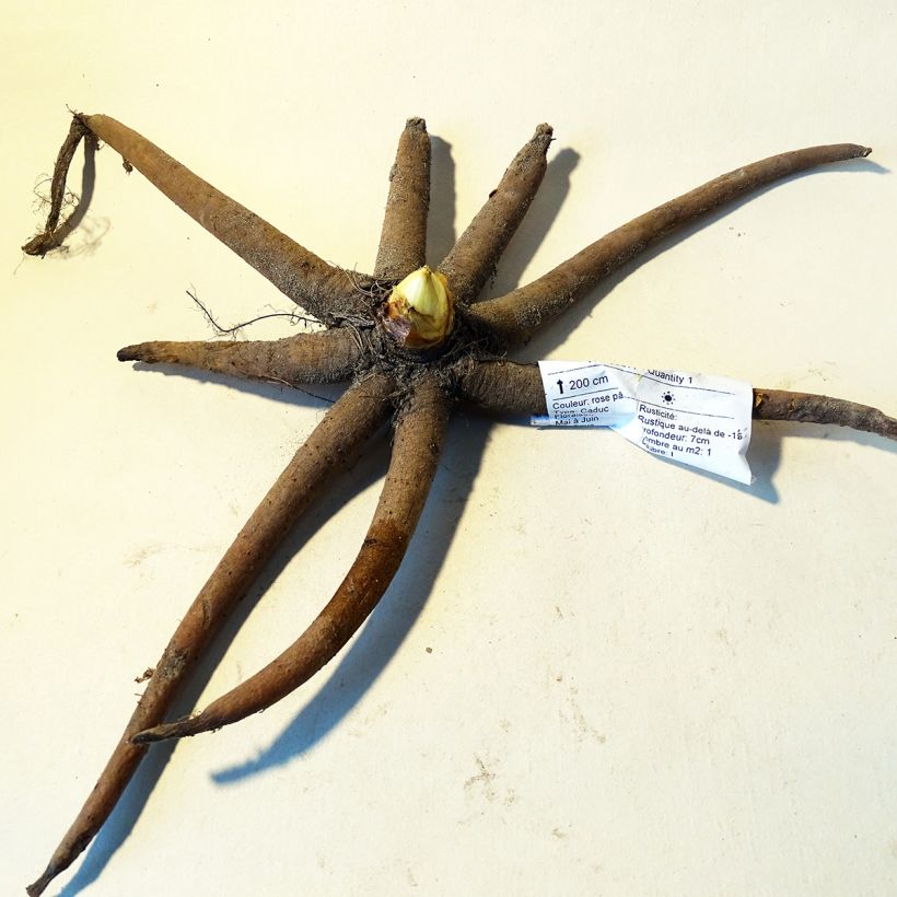 Example of Eremurus robustus - Steppenkerze Zwiebel size I as you get