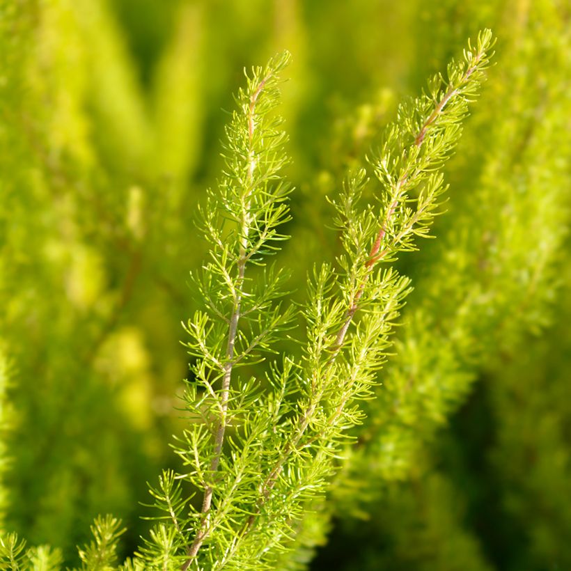 Baum-Heide Albert's Gold - Erica arborea (Foliage)