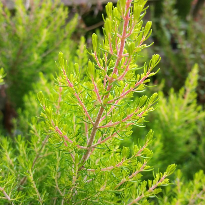 Baum-Heide Estrella Gold - Erica arborea (Foliage)