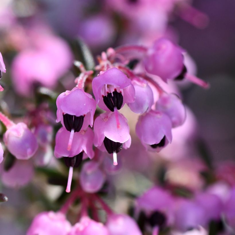 Heidekraut - Erica canaliculata (Flowering)