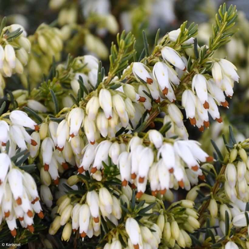 Schnee-Heide Isabell - Erica carnea (Flowering)