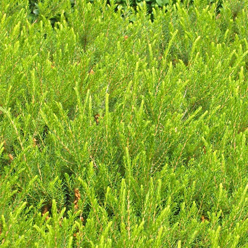 Winterblühende Heide Jenny Porter - Erica darleyensis (Foliage)