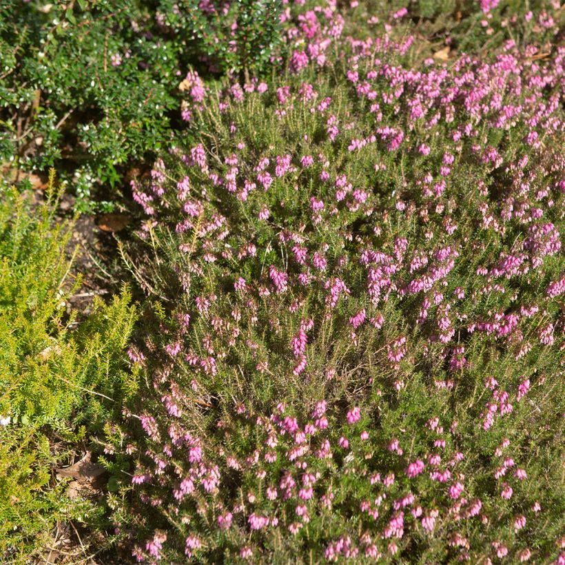 Schnee-Heide Myreton Ruby - Erica carnea (Plant habit)