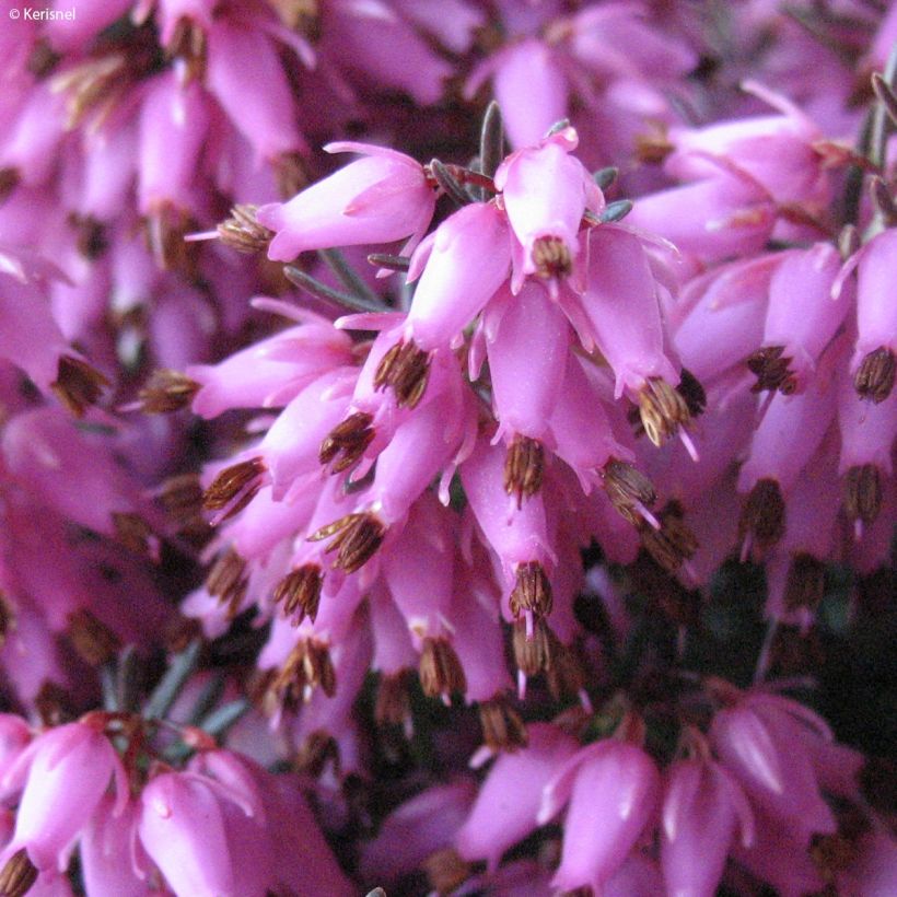 Schnee-Heide Rosalie - Erica carnea (Flowering)