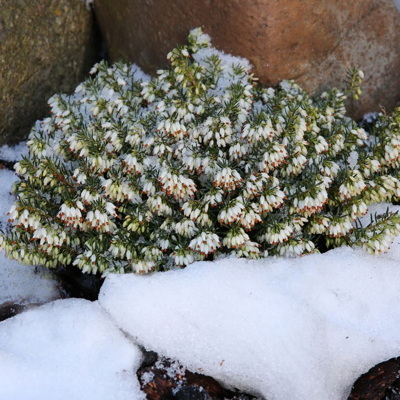 Schnee-Heide Schneekuppe - Erica carnea (Plant habit)