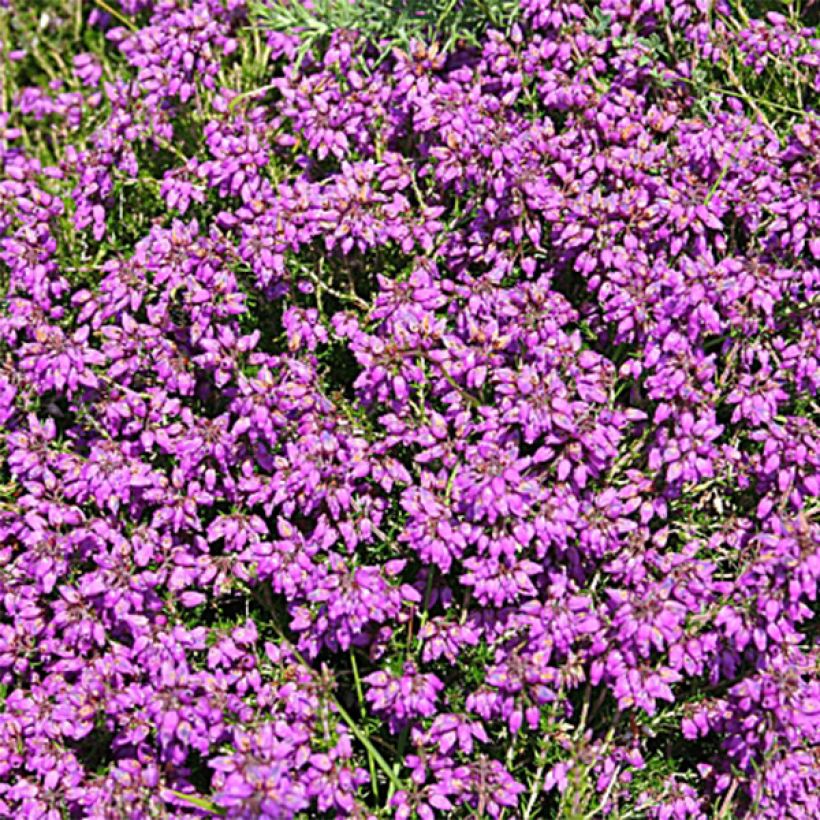 Graue Glocken-Heide C.G Best - Erica cinerea (Flowering)