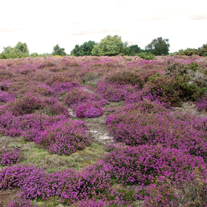 Graue Glocken-Heide C.G Best - Erica cinerea (Plant habit)