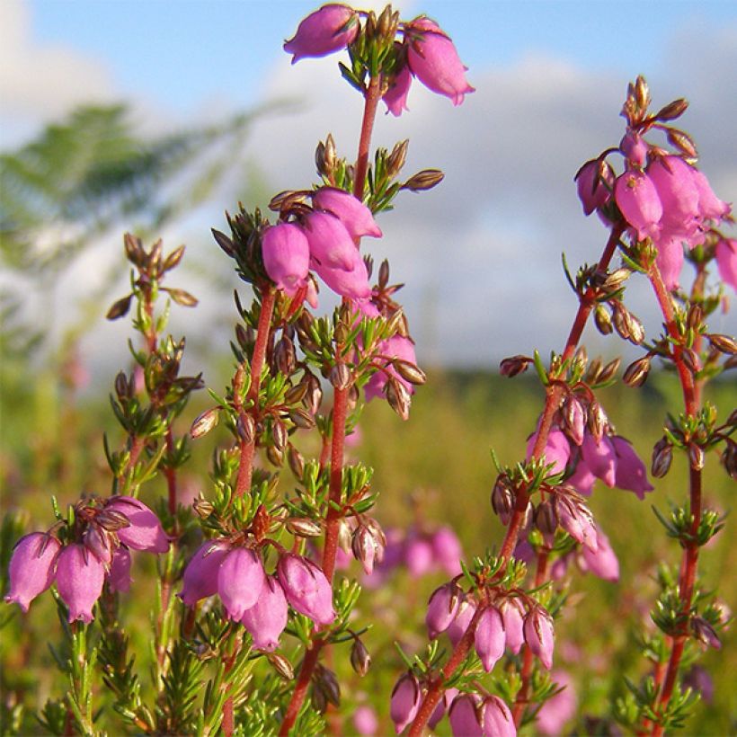 Graue Glocken-Heide Rosa Bella - Erica cinerea (Flowering)