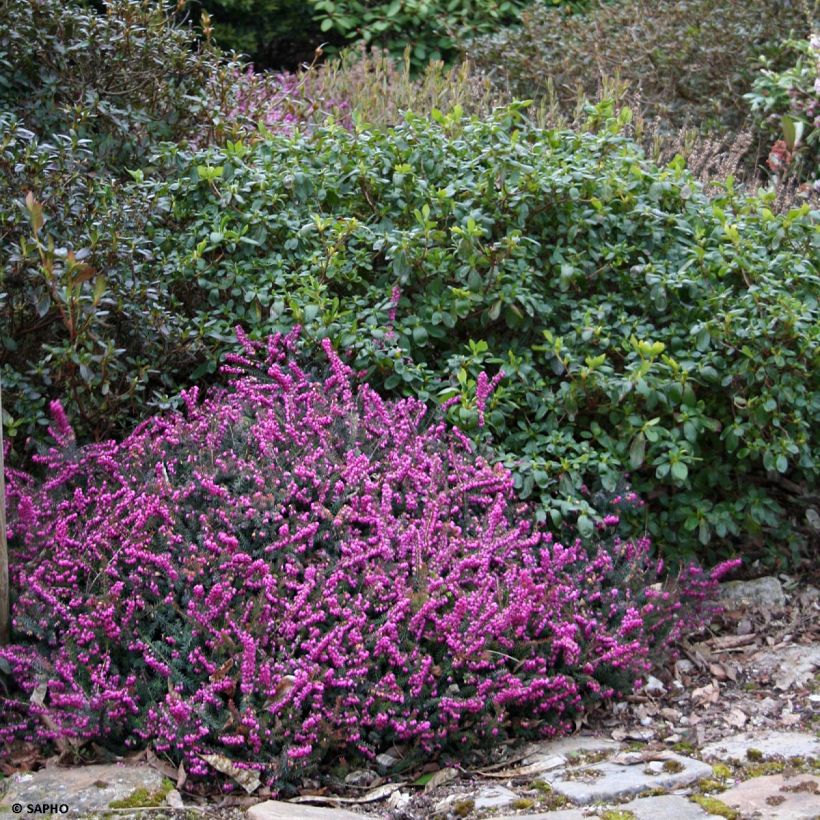 Winterblühende Heide Eva Gold - Erica darleyensis (Plant habit)