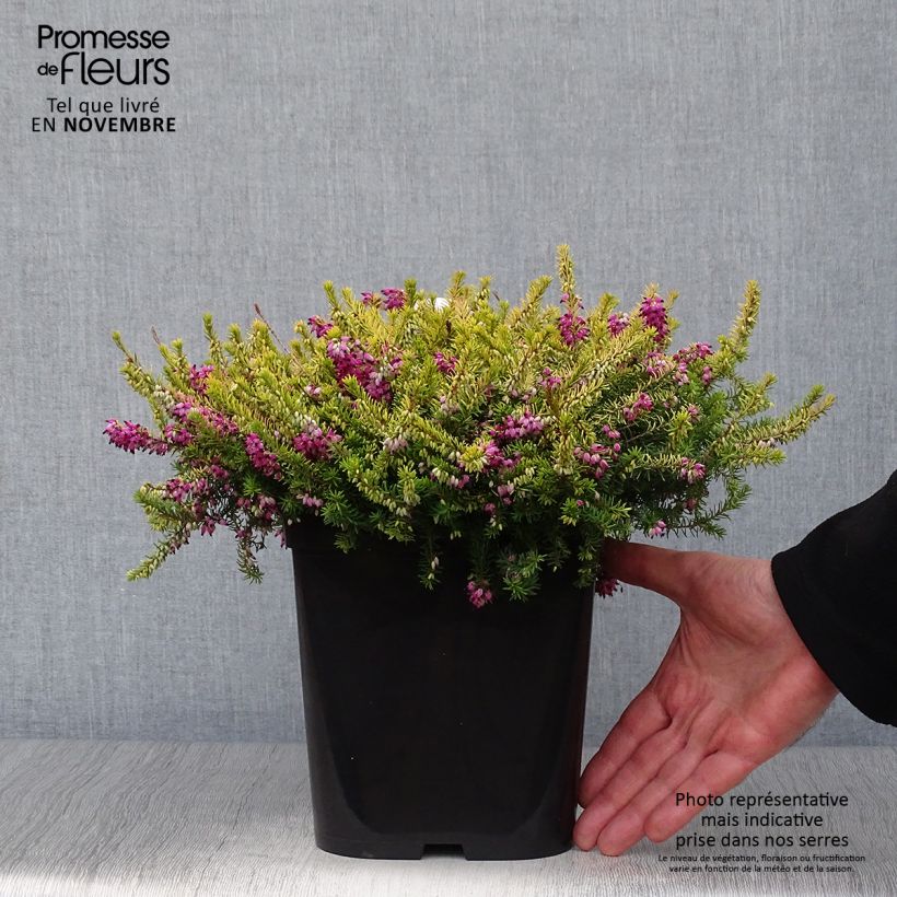 Example of Winterblühende Heide Eva Gold - Erica darleyensis Topf mit 3L/4L as you get in automne