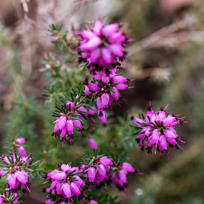 Winterblühende Heide J.W. Porter - Erica darleyensis (Flowering)