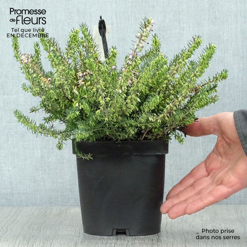 Example of Winterblühende Heide Tyann - Erica darleyensis Topf mit 2L/3L as you get in hiver