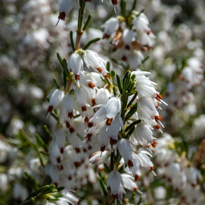 Winterblühende Heide White Perfection - Erica darleyensis (Flowering)