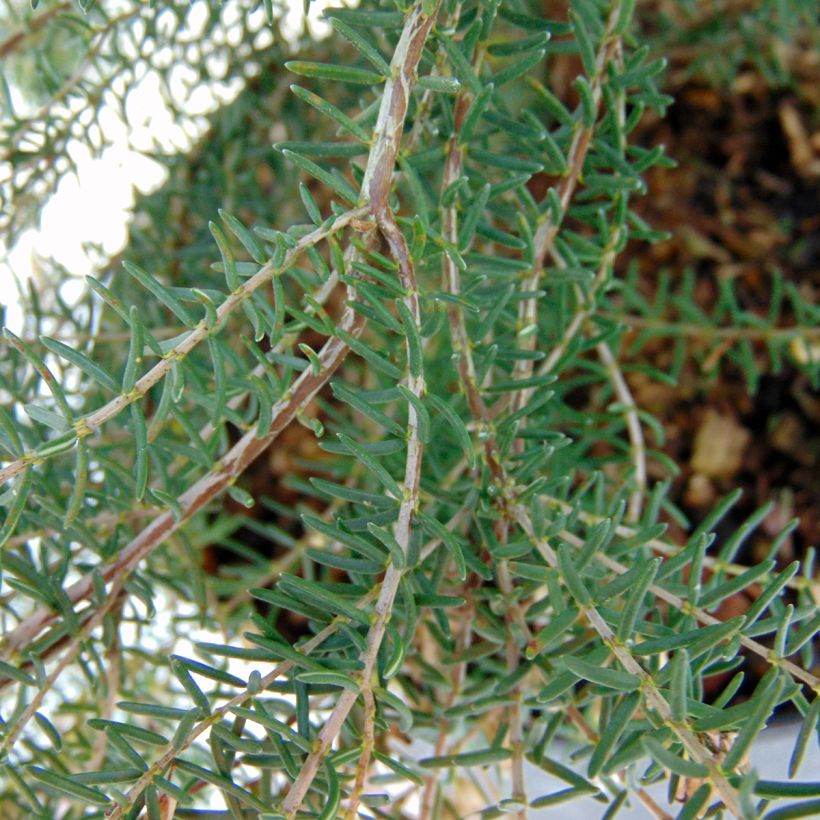 Erica mediterranea - Heide (Foliage)