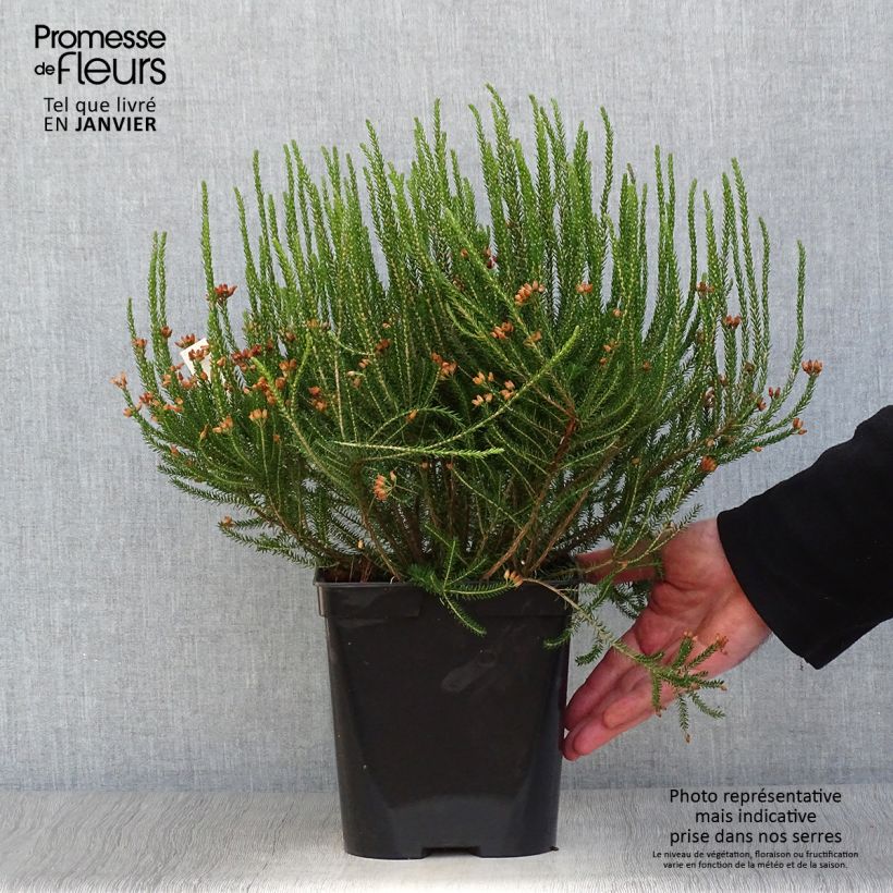 Exemplar von Dichte Glocken-Heide - Erica terminalis Topf mit 4L/5L wie im Winter geliefert