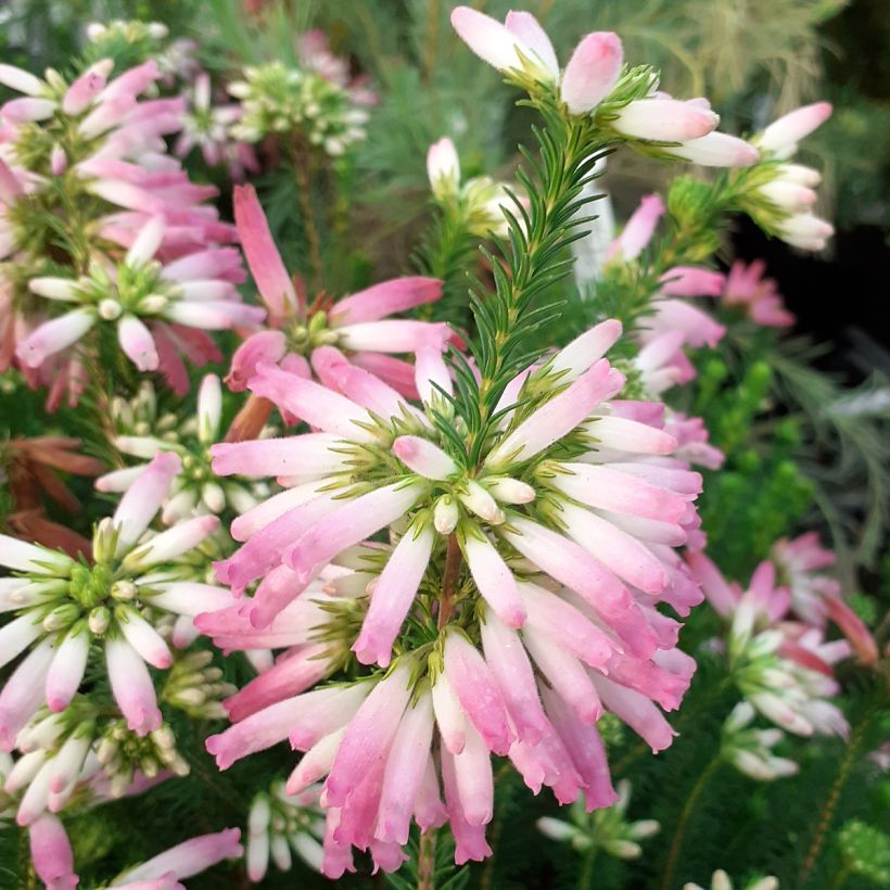 Heidekraut - Erica verticillata (Flowering)