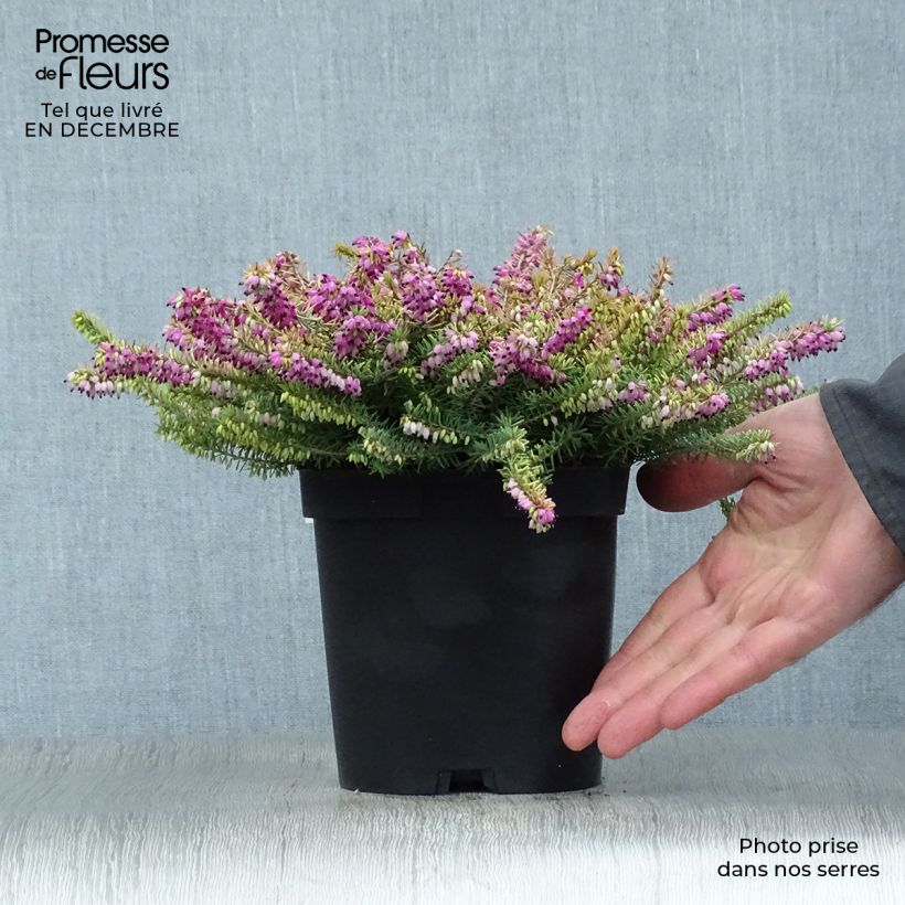 Exemplar von Winterblühende Heide Eva Gold - Erica darleyensis Topf mit 1L/1,5L wie im Winter geliefert