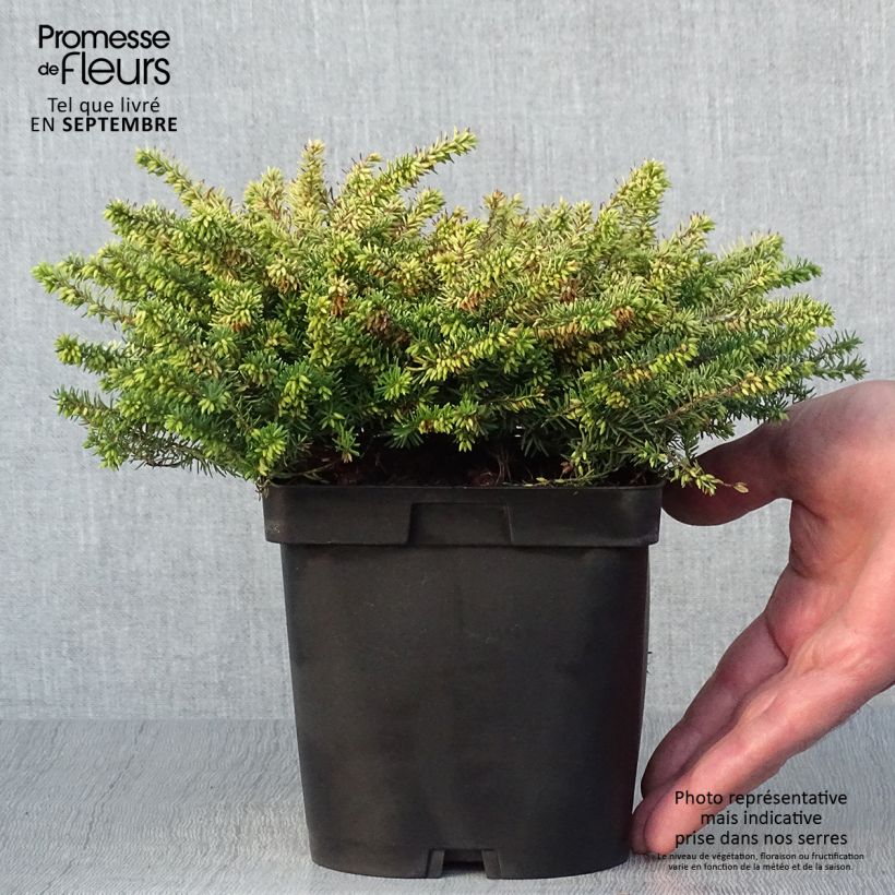 Example of Winterblühende Heide Eva Gold - Erica darleyensis Topf mit 1L/1,5L as you get in automne