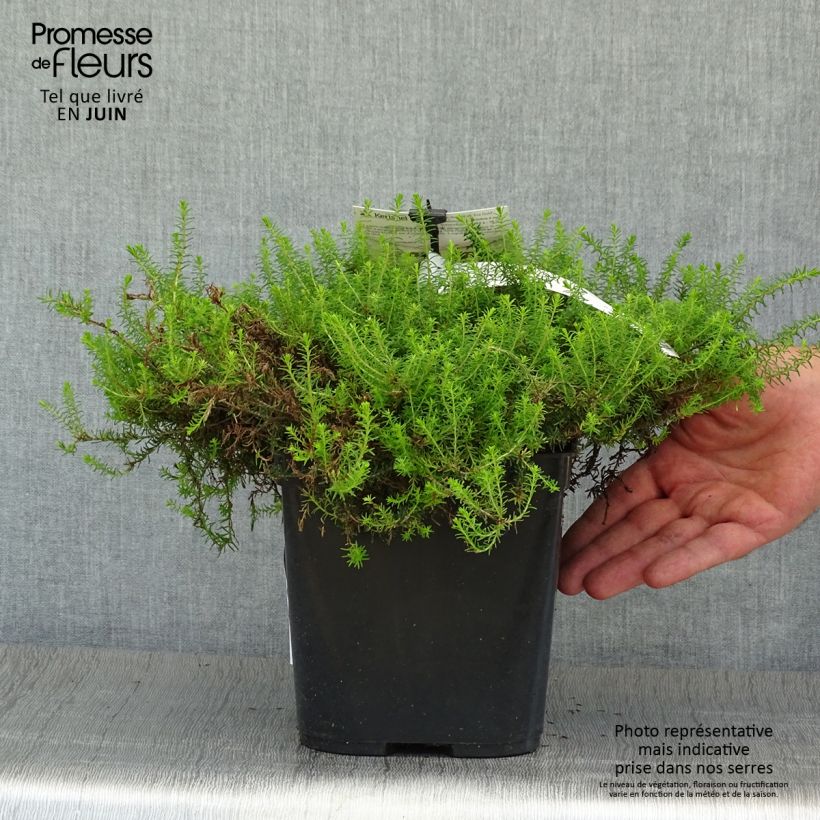 Exemplar von Winterblühende Heide Eva Gold - Erica darleyensis Topf mit 1L/1,5L wie im Sommer geliefert