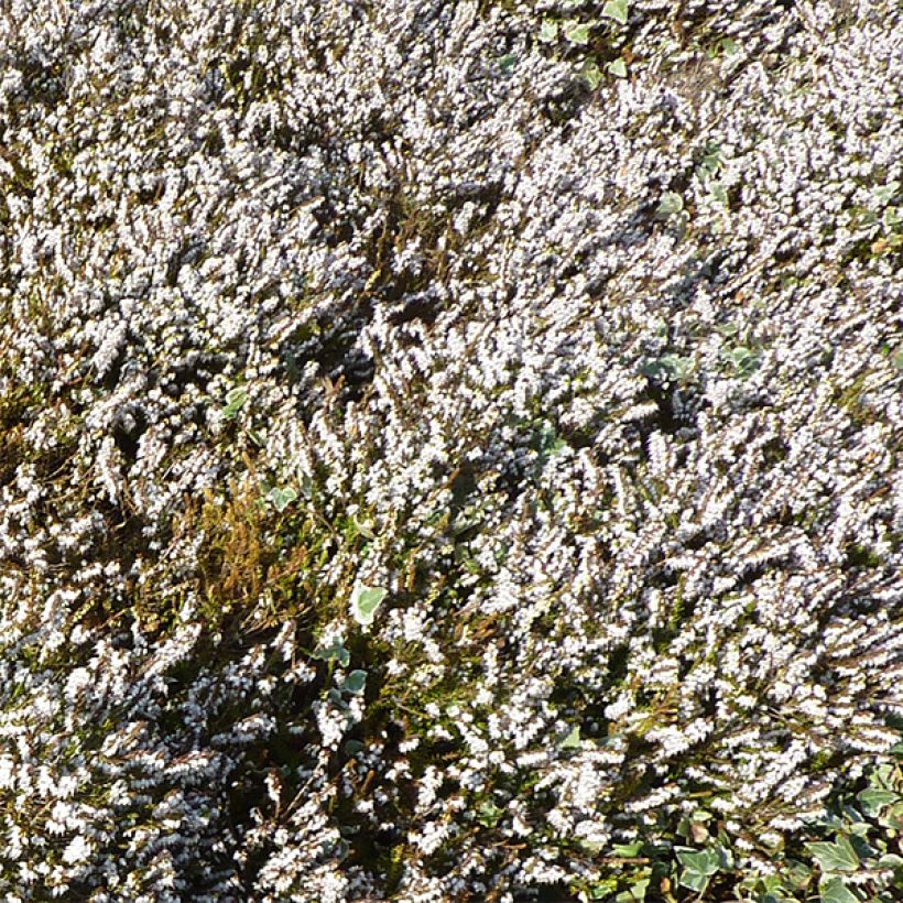 Winterblühende Heide Silberschmelze - Erica darleyensis (Flowering)