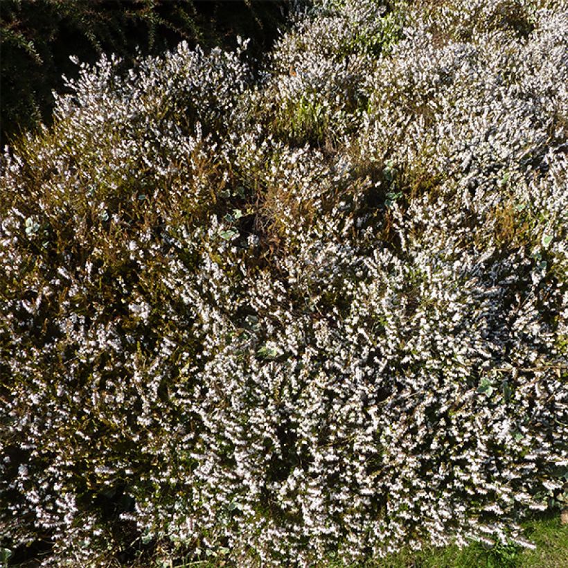 Winterblühende Heide Silberschmelze - Erica darleyensis (Plant habit)