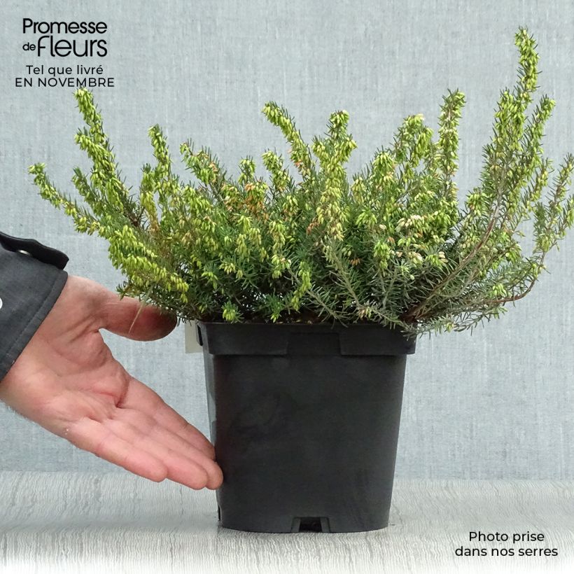 Example of Winterblühende Heide Spring Surprise - Erica darleyensis Topf mit 2L/3L as you get in automne