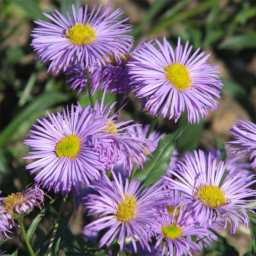 Prächtiges Berufkraut Azure Beauty - Erigeron speciosus (Flowering)