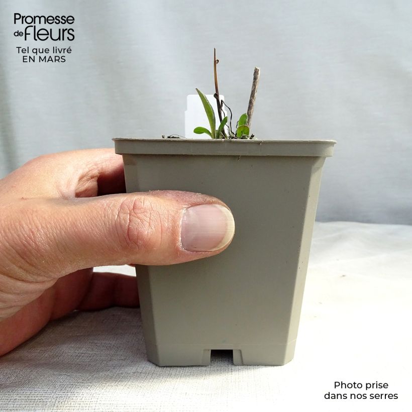 Exemplar von Prächtiges Berufkraut Azure Beauty - Erigeron speciosus Kleine Töpfe von 8/9 cm wie im Winter geliefert