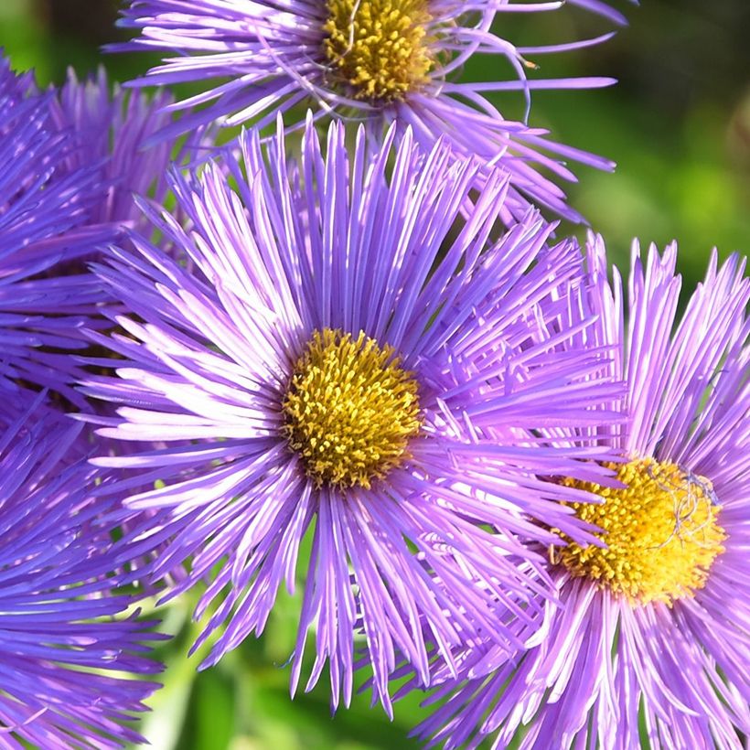 Berufkraut Dignity - Erigeron (Flowering)