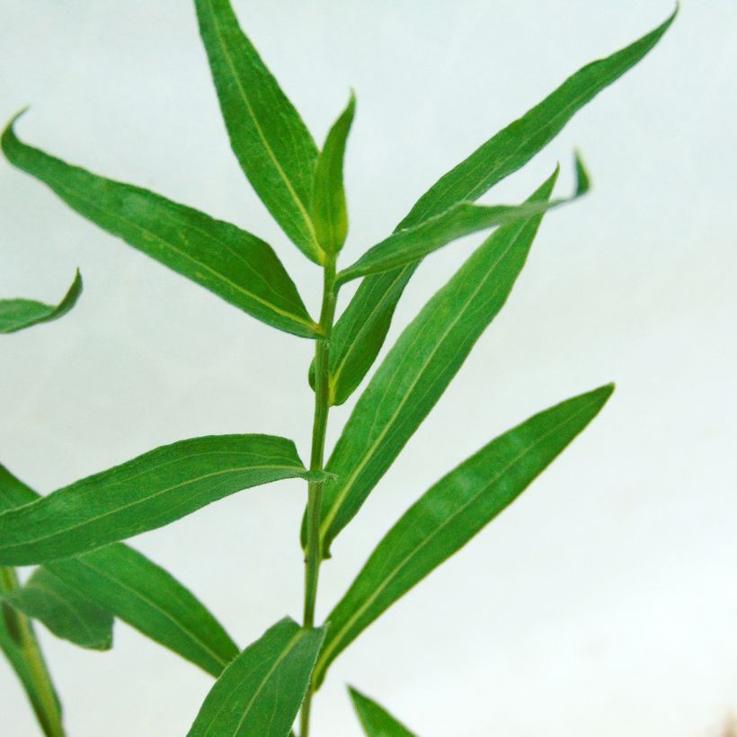 Berufkraut Dunkelste Aller - Erigeron (Foliage)