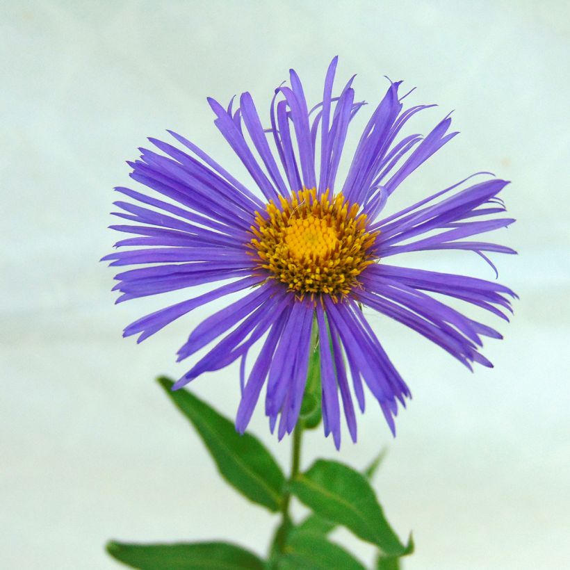 Berufkraut Dunkelste Aller - Erigeron (Flowering)