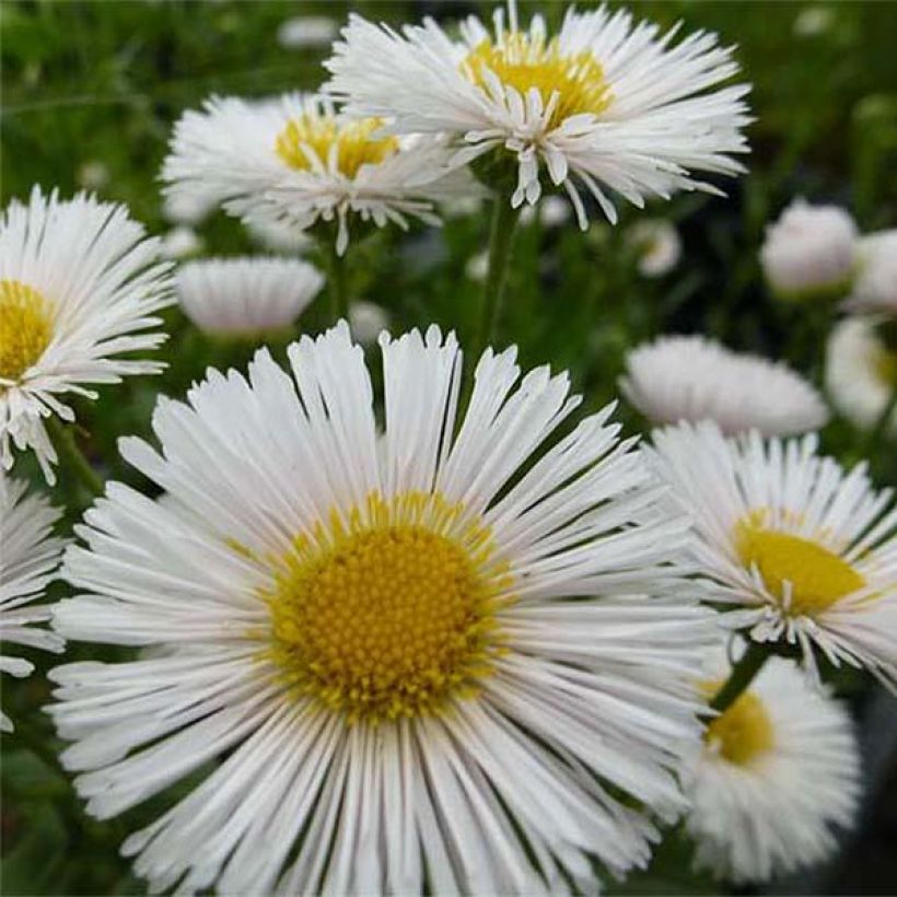 Berufkraut Professor Korodi - Erigeron (Flowering)