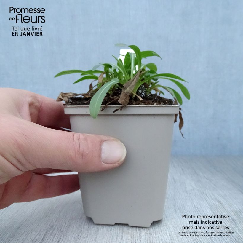 Exemplar von Berufkraut Professor Korodi - Erigeron Kleine Töpfe von 8/9 cm wie im Winter geliefert