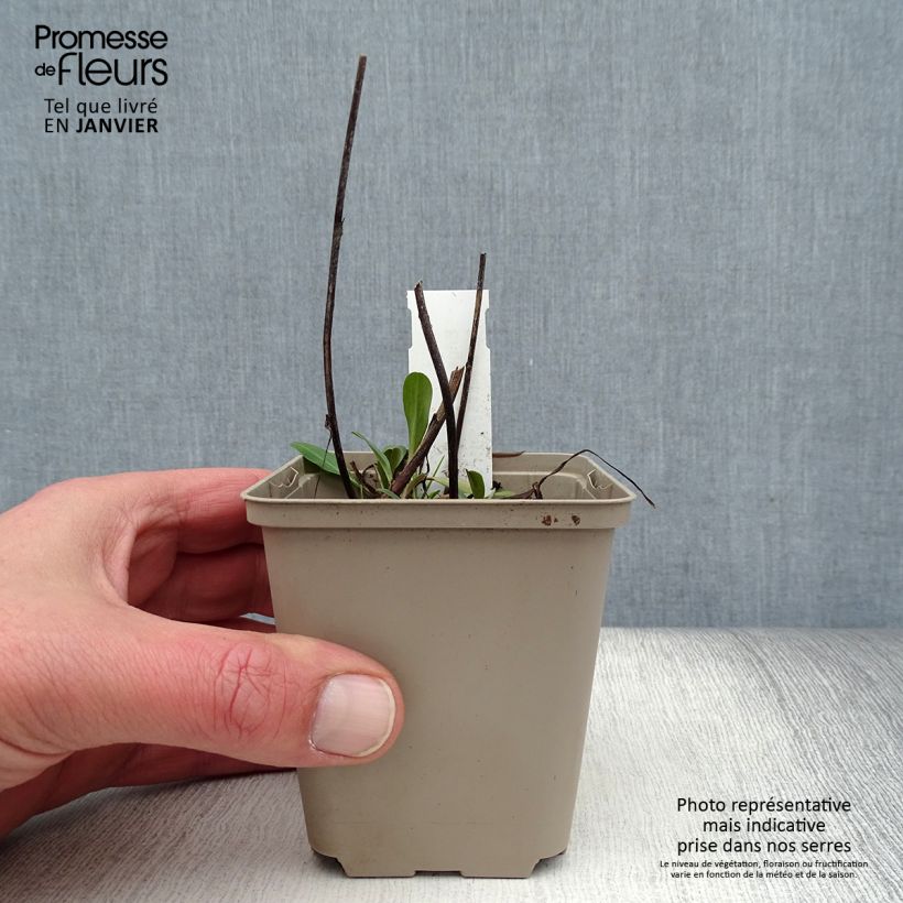 Exemplar von Berufkraut Quakeress - Erigeron Kleine Töpfe von 8/9 cm wie im Winter geliefert