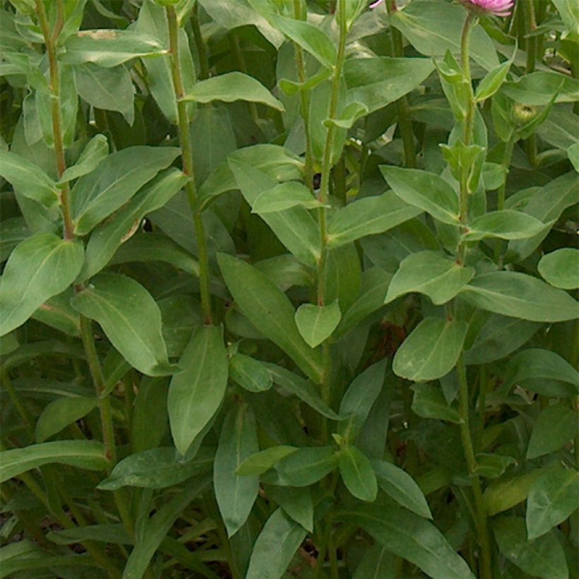 Prächtiges Berufkraut Rosa Jewel - Erigeron speciosus (Foliage)