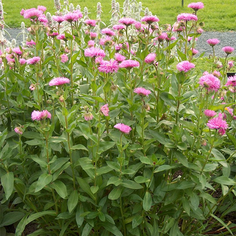 Prächtiges Berufkraut Rosa Jewel - Erigeron speciosus (Plant habit)