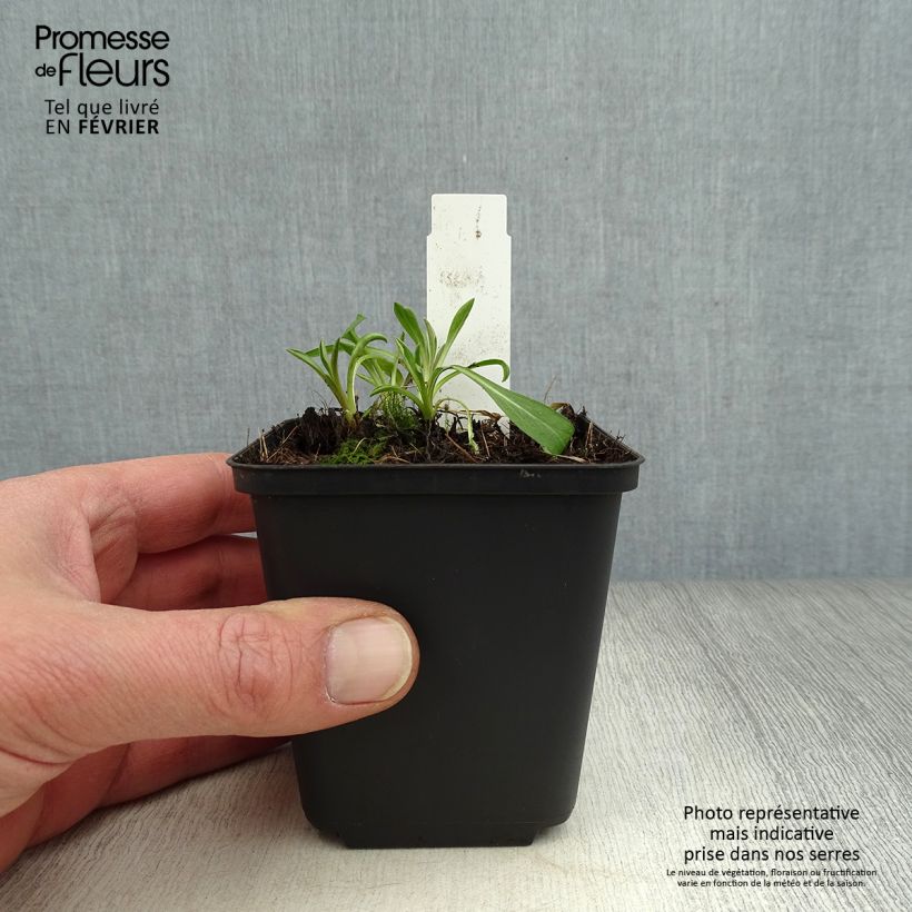 Exemplar von Berufkraut Rosa Triumph - Erigeron Kleine Töpfe von 8/9 cm wie im Winter geliefert