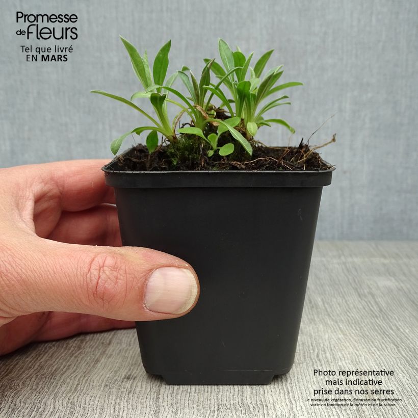 Exemplar von Berufkraut Rosa Triumph - Erigeron Kleine Töpfe von 8/9 cm wie im Frühjahr geliefert