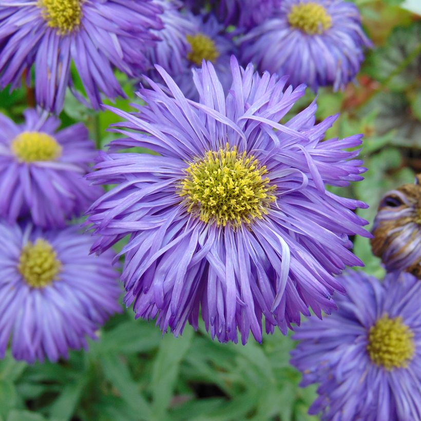 Berufkraut Schwarzes Meer - Erigeron (Flowering)