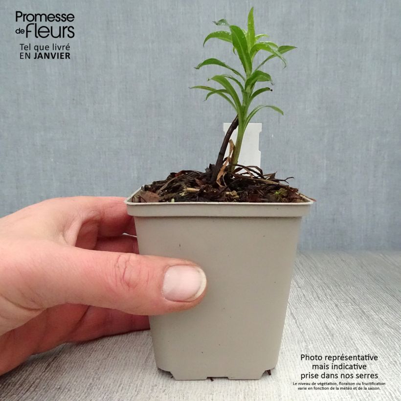 Exemplar von Berufkraut Schwarzes Meer - Erigeron Kleine Töpfe von 8/9 cm wie im Winter geliefert