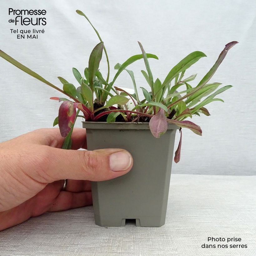 Exemplar von Prächtiges Berufkraut Sommerneuschnee - Erigeron speciosus Kleine Töpfe von 8/9 cm wie im Frühjahr geliefert