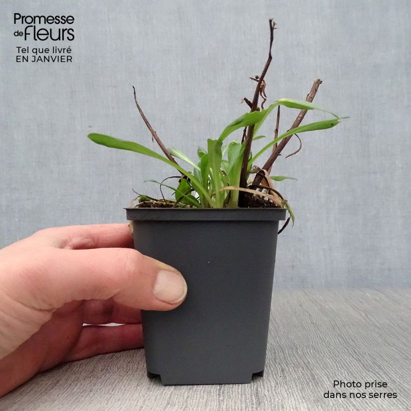 Exemplar von Prächtiges Berufkraut Sommerneuschnee - Erigeron speciosus Kleine Töpfe von 8/9 cm wie im Winter geliefert