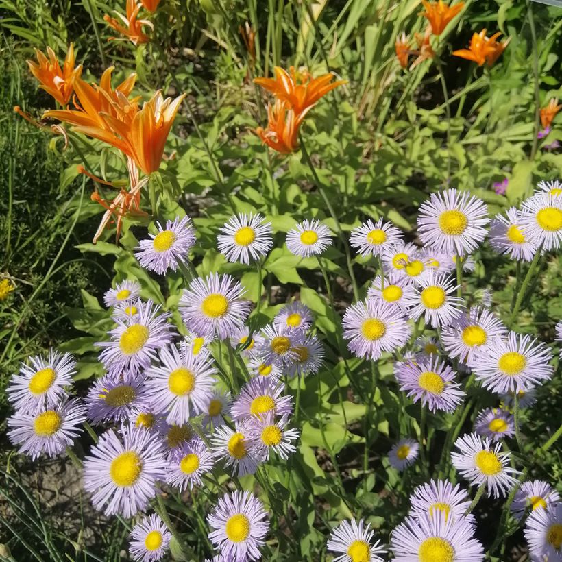Prächtiges Berufkraut Sommerneuschnee - Erigeron speciosus (Plant habit)