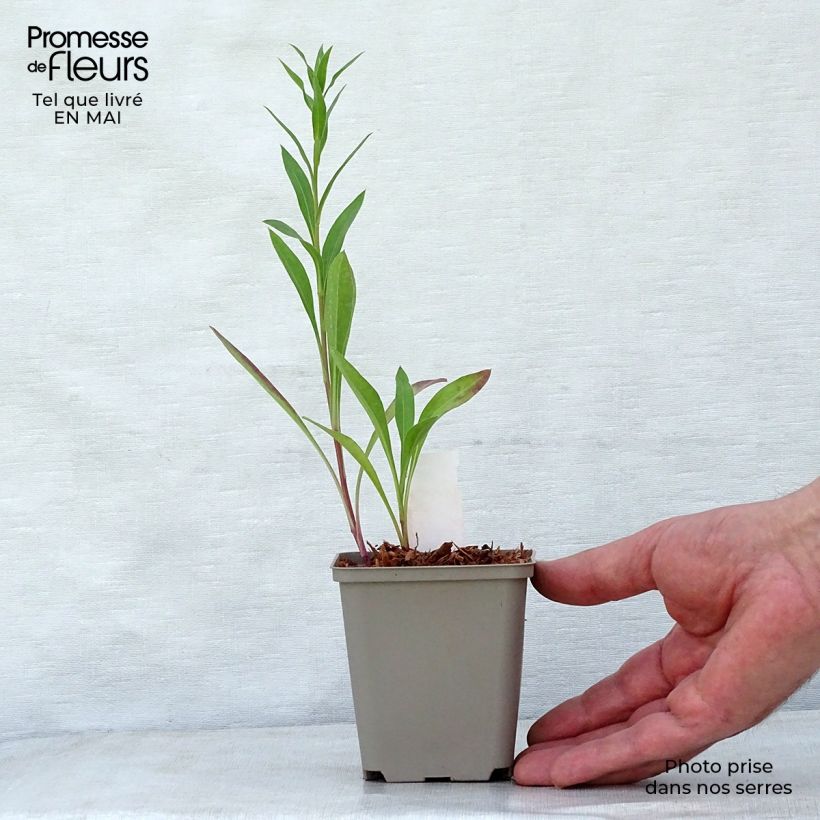 Exemplar von Berufkraut Strahlenmeer - Erigeron Kleine Töpfe von 8/9 cm wie im Frühjahr geliefert