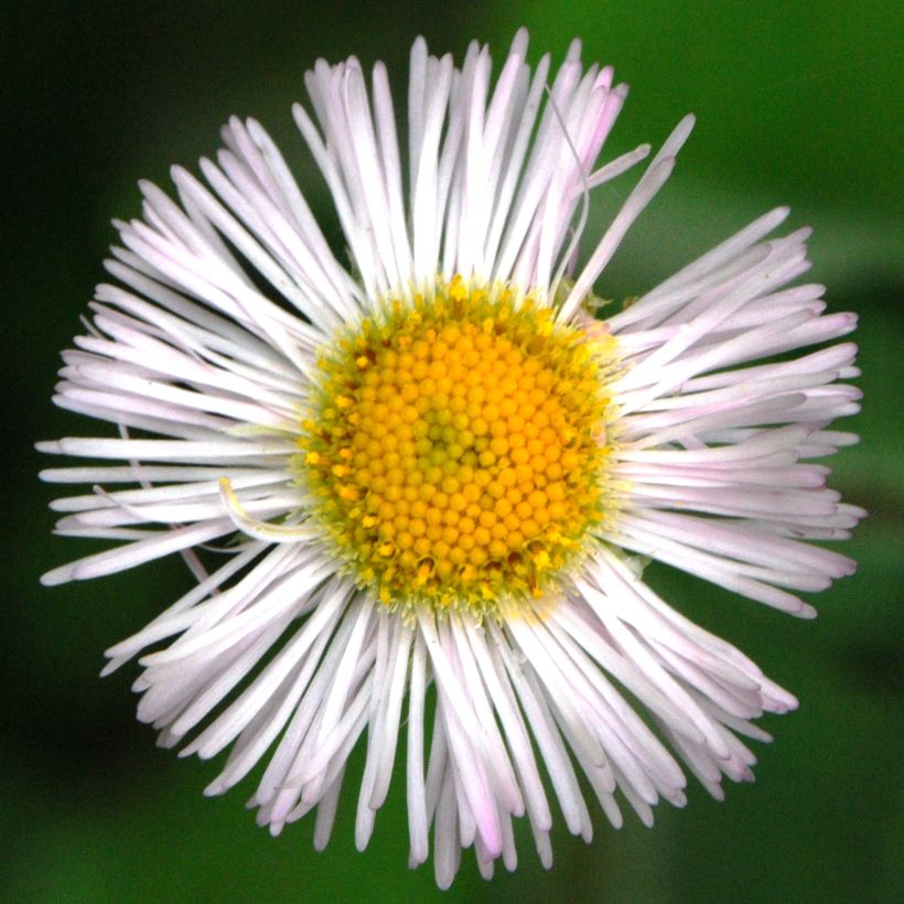 Berufkraut - Erigeron annus (Flowering)