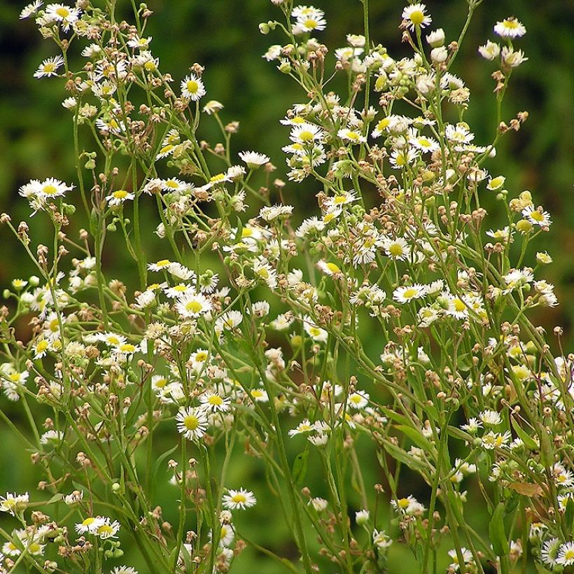 Berufkraut - Erigeron annus (Plant habit)