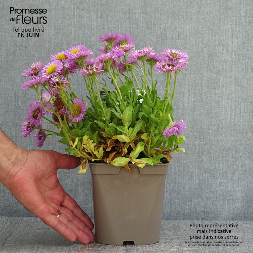 Exemplar von Strand-Berufkraut Sea Breeze - Erigeron glaucus Topf mit 2L/3L wie im Sommer geliefert