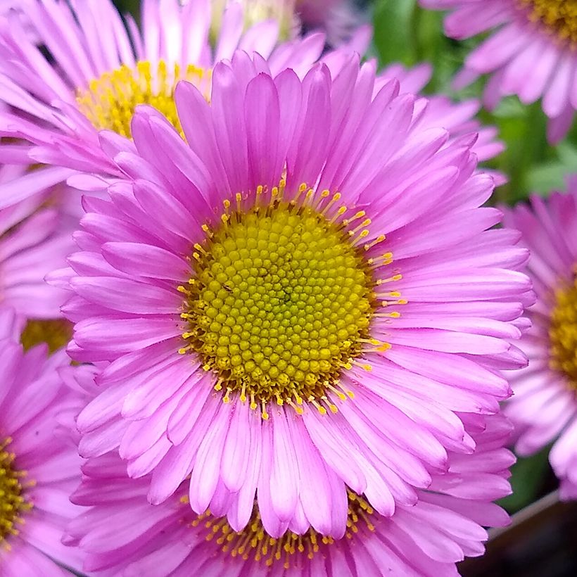 Strand-Berufkraut Sea Breeze - Erigeron glaucus (Flowering)